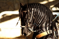 Domingo 18 de diciembre del 2016. Berriozábal. Imágenes de la cuadra de caballos de exhibición del Espectáculo Ecuestre Chiapaneco.