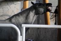 Domingo 18 de diciembre del 2016. Berriozábal. Imágenes de la cuadra de caballos de exhibición del Espectáculo Ecuestre Chiapaneco.