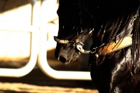 Domingo 18 de diciembre del 2016. Berriozábal. Imágenes de la cuadra de caballos de exhibición del Espectáculo Ecuestre Chiapaneco.