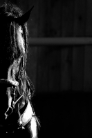 Domingo 18 de diciembre del 2016. Berriozábal. Imágenes de la cuadra de caballos de exhibición del Espectáculo Ecuestre Chiapaneco. Domingo 18 de diciembre del 2016. Berriozábal. Imágenes de la cuadra de caballos de exhibición del Espectáculo Ecuestre Chiapaneco.