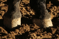 Domingo 18 de diciembre del 2016. Berriozábal. Imágenes de la cuadra de caballos de exhibición del Espectáculo Ecuestre Chiapaneco.