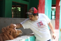 Martes 26 de junio del 2012. Tuxtla Gutiérrez, Chiapas. El interés de las redes sociales ha despertado la simpatía por un grupo de 12 ponis que fueron reubicados del Centro de Convivencia Infantil de la ciudad de Tuxtla Gutiérrez al parque Joyo Mayu donde