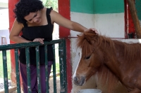 Martes 26 de junio del 2012. Tuxtla Gutiérrez, Chiapas. El interés de las redes sociales ha despertado la simpatía por un grupo de 12 ponis que fueron reubicados del Centro de Convivencia Infantil de la ciudad de Tuxtla Gutiérrez al parque Joyo Mayu donde
