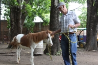 Miércoles 4 de julio del 2012. Tuxtla Gutiérrez, Chiapas. Los ponis de convivencia Infantil reciben la ayuda ciudadana de personas interesadas en la sobrevivencia de los animales que ahora se encuentran en el parque Joyo Mayu.