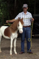 Miércoles 4 de julio del 2012. Tuxtla Gutiérrez, Chiapas. Los ponis de convivencia Infantil reciben la ayuda ciudadana de personas interesadas en la sobrevivencia de los animales que ahora se encuentran en el parque Joyo Mayu.