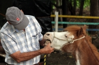 Miércoles 4 de julio del 2012. Tuxtla Gutiérrez, Chiapas. Los ponis de convivencia Infantil reciben la ayuda ciudadana de personas interesadas en la sobrevivencia de los animales que ahora se encuentran en el parque Joyo Mayu.