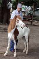 Miércoles 4 de julio del 2012. Tuxtla Gutiérrez, Chiapas. Los ponis de convivencia Infantil reciben la ayuda ciudadana de personas interesadas en la sobrevivencia de los animales que ahora se encuentran en el parque Joyo Mayu. Miércoles 4 de julio del 2012. Tuxtla Gutiérrez, Chiapas. Los ponis de convivencia Infantil reciben la ayuda ciudadana de personas interesadas en la sobrevivencia de los animales que ahora se encuentran en el parque Joyo Mayu.