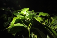 Jueves 23 de enero del 2014. Tuxtla Gutiérrez. Este medio dÃa es reabierto el Museo del Café en la vieja casona de la ciudad donde se presenta una interesante muestra de la historia de Chiapas a través de los granos de la aromática bebida. Jueves 23 de enero del 2014. Tuxtla Gutiérrez. Este medio dÃa es reabierto el Museo del Café en la vieja casona de la ciudad donde se presenta una interesante muestra de la historia de Chiapas a través de los granos de la aromática bebida.