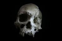 Jueves 23 de septiembre. Una calavera humana de más de 7.000 años de antigüedad fue encontrada en las cuevas de la comunidad de Ocosocuautla y posteriormente entregada a los investigadores del Museo de Antropología del INAH en Chiapas. Estos restos son es