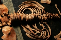 Viernes 18 de febrero. El Profesor Javier  Montes de Paz estudia y clasifica los vestigios antropológicos de varios niños momificados de unos 1,000 años de antigüedad encontrados en una cueva aproximadamente a 70 kilómetros de Tuxtla Gutiérrez, Chiapas. E