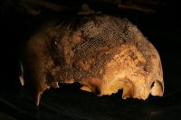 Viernes 18 de febrero. El Profesor Javier  Montes de Paz estudia y clasifica los vestigios antropológicos de varios niños momificados de unos 1,000 años de antigüedad encontrados en una cueva aproximadamente a 70 kilómetros de Tuxtla Gutiérrez, Chiapas. E