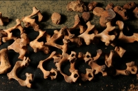 Viernes 18 de febrero. El Profesor Javier  Montes de Paz estudia y clasifica los vestigios antropológicos de varios niños momificados de unos 1,000 años de antigüedad encontrados en una cueva aproximadamente a 70 kilómetros de Tuxtla Gutiérrez, Chiapas. E