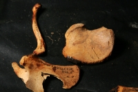 Viernes 18 de febrero. El Profesor Javier  Montes de Paz estudia y clasifica los vestigios antropológicos de varios niños momificados de unos 1,000 años de antigüedad encontrados en una cueva aproximadamente a 70 kilómetros de Tuxtla Gutiérrez, Chiapas. E