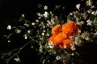 Martes 28 de octubre del 2014. Tuxtla Gutiérrez. Las flores de Cempasuchil y Nubes acompañan las Calaveritas de Azúcar en los mercados públicos de la capital del estado de Chiapas en los días previos a los festejos de los Santos Difuntos.