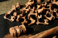 Viernes 18 de febrero. El Profesor Javier  Montes de Paz estudia y clasifica los vestigios antropológicos de varios niños momificados de unos 1,000 años de antigüedad encontrados en una cueva aproximadamente a 70 kilómetros de Tuxtla Gutiérrez, Chiapas. E