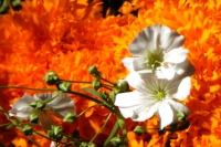 Martes 28 de octubre del 2014. Tuxtla Gutiérrez. Las flores de Cempasuchil y Nubes acompañan las Calaveritas de Azúcar en los mercados públicos de la capital del estado de Chiapas en los días previos a los festejos de los Santos Difuntos.