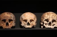 Martes 29 de octubre del 2013. Tuxtla Gutiérrez. Tzompantlis y Cuevas: Refugio de los Muertos es la exposición que  presenta el INAH en la sala de exposiciones temporales del Museo Regional de Chiapas.