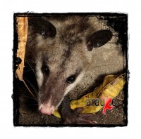 Animales Urbanos