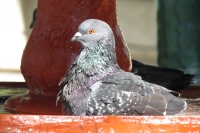 Domingo 6 de febrero. Algunas palomas aprovechan las fuestas de agua del parque de la marimba para refrescarse del calor durante esta mañana.