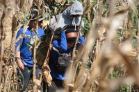 20231220. Chiapa de Corzo. Los Floreros regresan después de permanecer varios días en las comunidades de Los Altos de Chiapas para recolectar la flor de Niluyarilo.