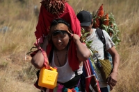 20231220. Chiapa de Corzo. Los Floreros regresan después de permanecer varios días en las comunidades de Los Altos de Chiapas para recolectar la flor de Niluyarilo.