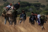 20231220. Chiapa de Corzo. Los Floreros regresan después de permanecer varios días en las comunidades de Los Altos de Chiapas para recolectar la flor de Niluyarilo.