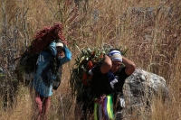 20231220. Chiapa de Corzo. Los Floreros regresan después de permanecer varios días en las comunidades de Los Altos de Chiapas para recolectar la flor de Niluyarilo.