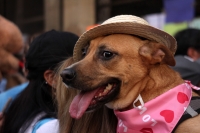 20230312. Tuxtla. Durante la marcha a favor de los animales.