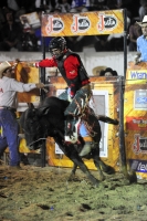 Los vaqueros del espectáculo de rodeo Cuernos Chuecos se juegan la vida montando toros de más de 600 kilos durante la función de este sábado en la plaza de toros de San roque en esta ciudad.