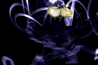 Flores y luces
