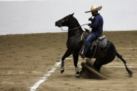 Lunes 17 de octubre del 2016. Tuxtla Gutiérrez. Antes de la inauguración del Foro Chiapas continúan las prácticas de los charros que participaran en el Torneo Nacional de Charrería mientras los trabajadores realizan las últimas soldaduras a la estructura 