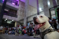 20210418. Tuxtla G. Durante la protesta para exigir respeto a las mascotas en Chiapas.