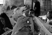 Jueves 2 de marzo del 2017. Ocosocuautla de Espinosa. El carnaval Zoque coiteco termina este día cuando los caporales entregan una cabeza de cerdo en el cohuina donde se realiza el baile de agradecimiento por el servicio prestado durante los días de feste