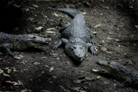 Los ejemplares de cocodrilo de río exhibidos en el Zoológico Miguel Álvarez del Toro son cuidados por los especialistas del Departamento de Reptiles y del cocodrilario del lugar