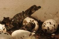 En este momento eclosionan más de 40 crÃas de cocodrilos en las instalaciones del ZOOMAT de la ciudad de Tuxtla Gutiérrez, Chiapas. Los especialistas atienden las nidadas de manera especial cuidando temperatura y humedad de ambiente para propiciar que el En este momento eclosionan más de 40 crÃas de cocodrilos en las instalaciones del ZOOMAT de la ciudad de Tuxtla Gutiérrez, Chiapas. Los especialistas atienden las nidadas de manera especial cuidando temperatura y humedad de ambiente para propiciar que el