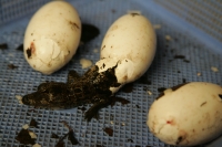 En este momento eclosionan más de 40 crías de cocodrilos en las instalaciones del ZOOMAT de la ciudad de Tuxtla Gutiérrez, Chiapas. Los especialistas atienden las nidadas de manera especial cuidando temperatura y humedad de ambiente para propiciar que el 