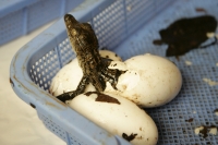 En este momento eclosionan más de 40 crías de cocodrilos en las instalaciones del ZOOMAT de la ciudad de Tuxtla Gutiérrez, Chiapas. Los especialistas atienden las nidadas de manera especial cuidando temperatura y humedad de ambiente para propiciar que el 
