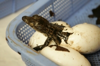 En este momento eclosionan más de 40 crías de cocodrilos en las instalaciones del ZOOMAT de la ciudad de Tuxtla Gutiérrez, Chiapas. Los especialistas atienden las nidadas de manera especial cuidando temperatura y humedad de ambiente para propiciar que el 