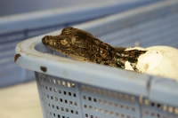 En este momento eclosionan más de 40 crías de cocodrilos en las instalaciones del ZOOMAT de la ciudad de Tuxtla Gutiérrez, Chiapas. Los especialistas atienden las nidadas de manera especial cuidando temperatura y humedad de ambiente para propiciar que el 