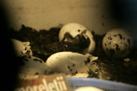 En este momento eclosionan más de 40 crías de cocodrilos en las instalaciones del ZOOMAT de la ciudad de Tuxtla Gutiérrez, Chiapas. Los especialistas atienden las nidadas de manera especial cuidando temperatura y humedad de ambiente para propiciar que el 