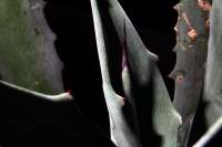 Miércoles 28 de junio del 2017. Agave Americano L. El agave comiteco es la materia prima para la producción e industrialización del licor, el cual genera recursos a familias de artesanos de bajo recursos en la meseta de esta ciudad.