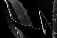 Miércoles 28 de junio del 2017. Agave Americano L. El agave comiteco es la materia prima para la producción e industrialización del licor, el cual genera recursos a familias de artesanos de bajo recursos en la meseta de esta ciudad. Miércoles 28 de junio del 2017. Agave Americano L. El agave comiteco es la materia prima para la producción e industrialización del licor, el cual genera recursos a familias de artesanos de bajo recursos en la meseta de esta ciudad.