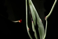 Miércoles 28 de junio del 2017. Agave Americano L. El agave comiteco es la materia prima para la producción e industrialización del licor, el cual genera recursos a familias de artesanos de bajo recursos en la meseta de esta ciudad.