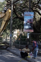 Martes 23 de febrero. Los árboles de la calzada del Parque de Convivencia Infantil sufren el paso de la modernización de las calzadas del lado oriente de la ciudad.