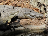 Viernes 4 de febrero. Los cocodrilos del ZOOMAT se refrescan al sol durante los medios días de esta temporada.
