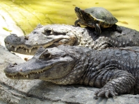 Viernes 4 de febrero. Los cocodrilos del ZOOMAT se refrescan al sol durante los medios días de esta temporada.