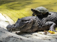 Viernes 4 de febrero. Los cocodrilos del ZOOMAT se refrescan al sol durante los medios días de esta temporada.