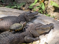 Viernes 4 de febrero. Los cocodrilos del ZOOMAT se refrescan al sol durante los medios días de esta temporada.