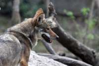 Miércoles 19 de febrero del  2014. Tuxtla  Gutiérrez. Canis Latrans, perro ladrador o coyote es una de las especies que se puede admirar en el Zoomat.