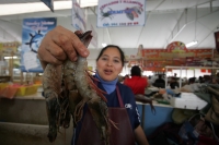 Los locatarios de los mercados de la ciudad esperan que esta cuaresma se incremente la venta de pescados y marisco esto a pesar de las informaciones que se han generado sobre una posible temporada de marea roja en las costas chiapanecas.